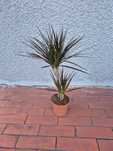 Dracena Marginata Magenta 2 rośliny w jednej doniczce 75cm