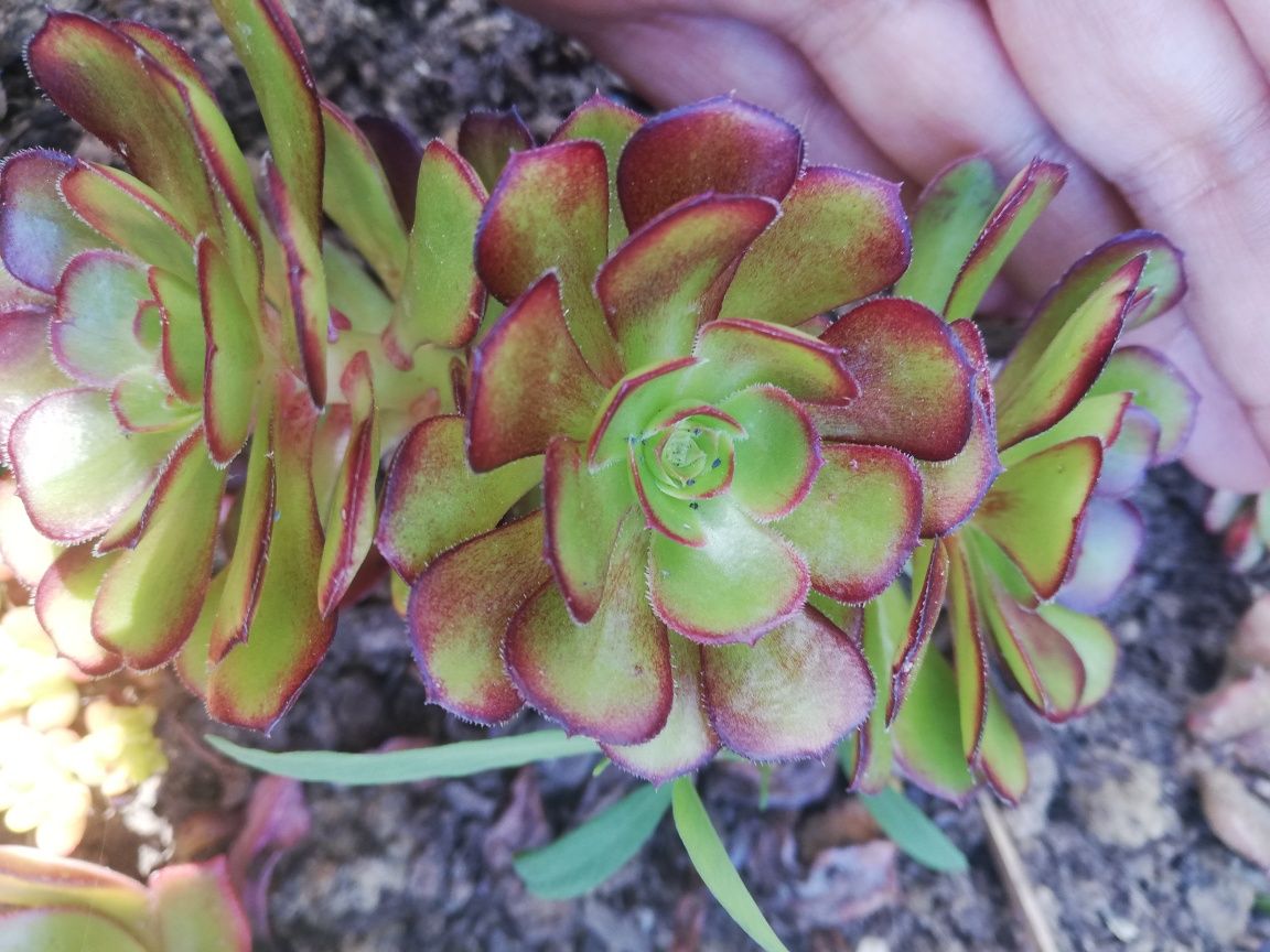 Saxifraga stolonifera, clorofito e suculentas