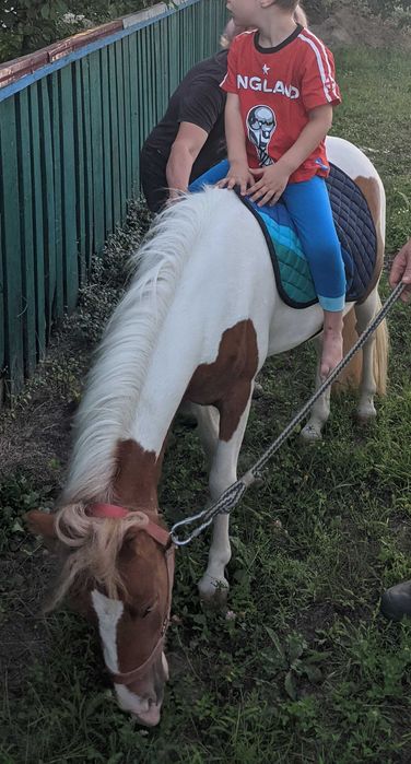 Шотландська блакитноока поні. З документами.