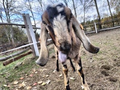 Kozioł anglonubijski