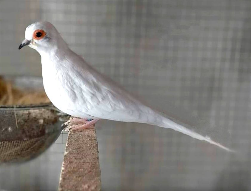 Gołąbki diamentowe białe szeki