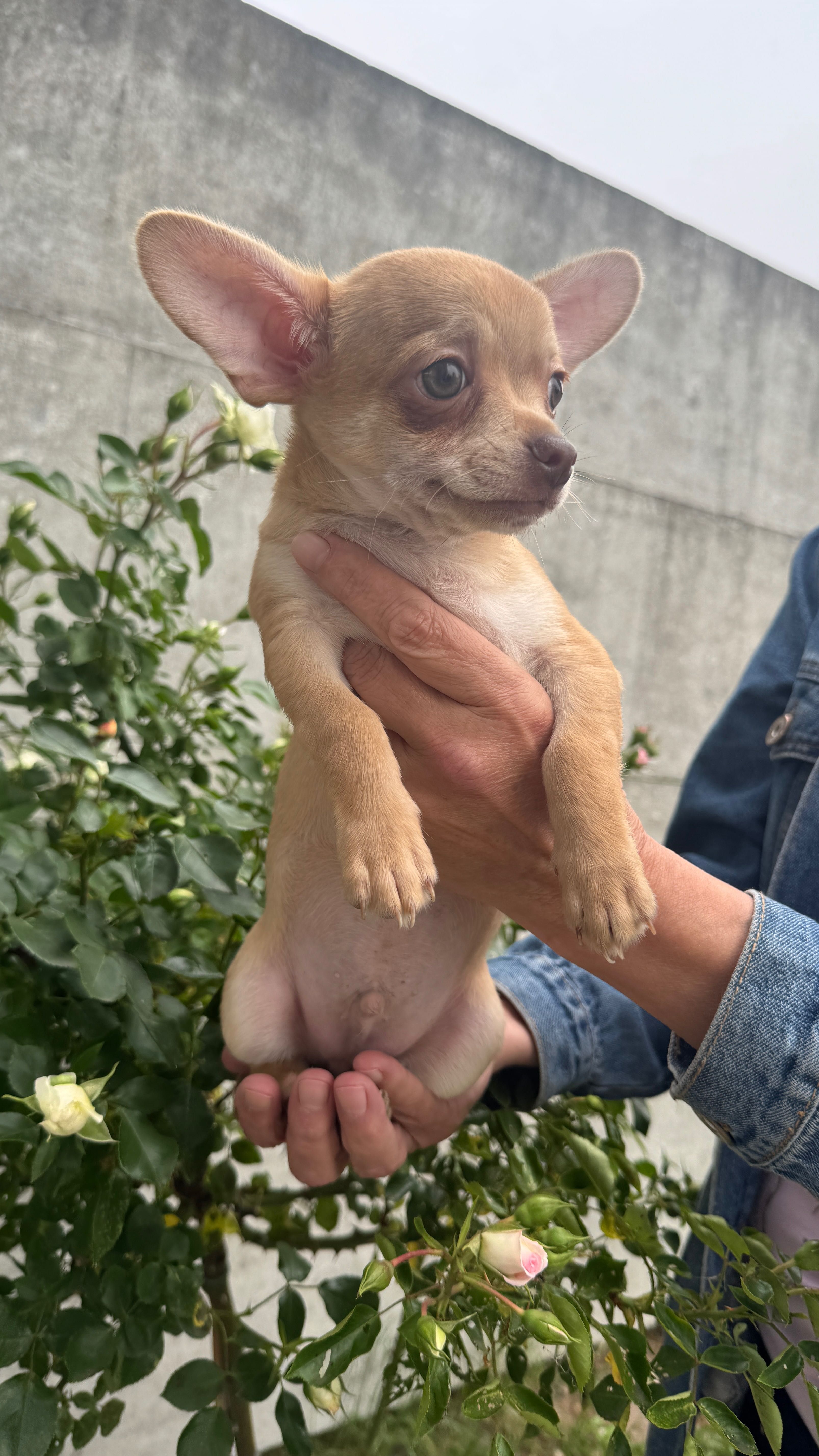 Piesek chihuahua red nos