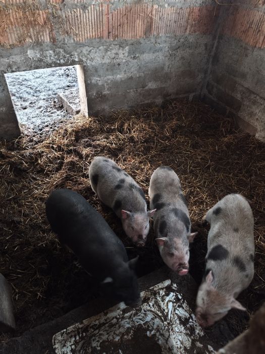 Świnie wietnamskie knury