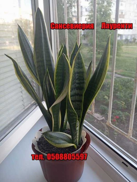 Продам  комнатные цветы.