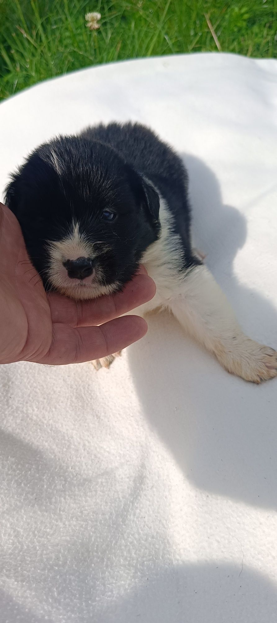 Border collie śliczny piesek czarno biały