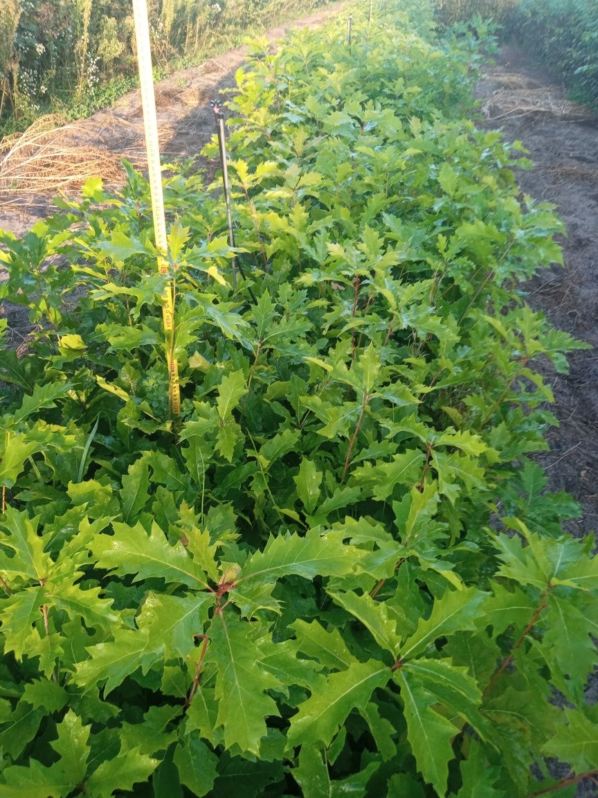 Dąb czerwony Quercus rubra