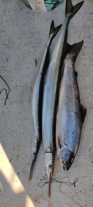 Rejs wędkarski na bellone belona belonę - prezent dla wędkarza wyprawa