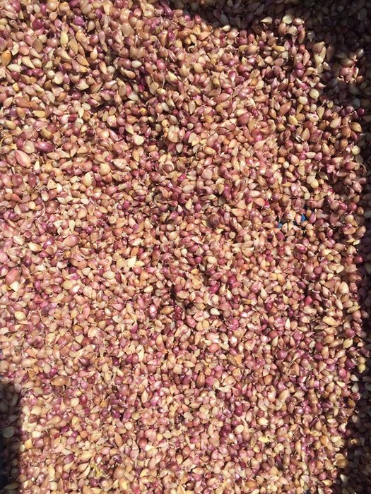 Однозубка часник