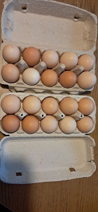 Sprzedam swojskie jajka