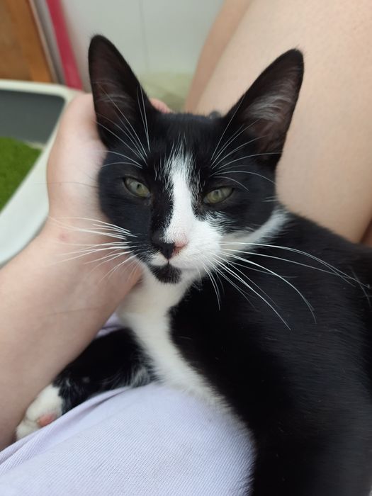 Класний кіт шукає дім