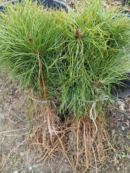 Sadzonki sosny cała Polska / sadzonki drzew leśnych podkarpackie