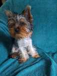 York,Yorkshire Terrier -suczka