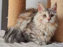 Maine Coon cudne kocieta