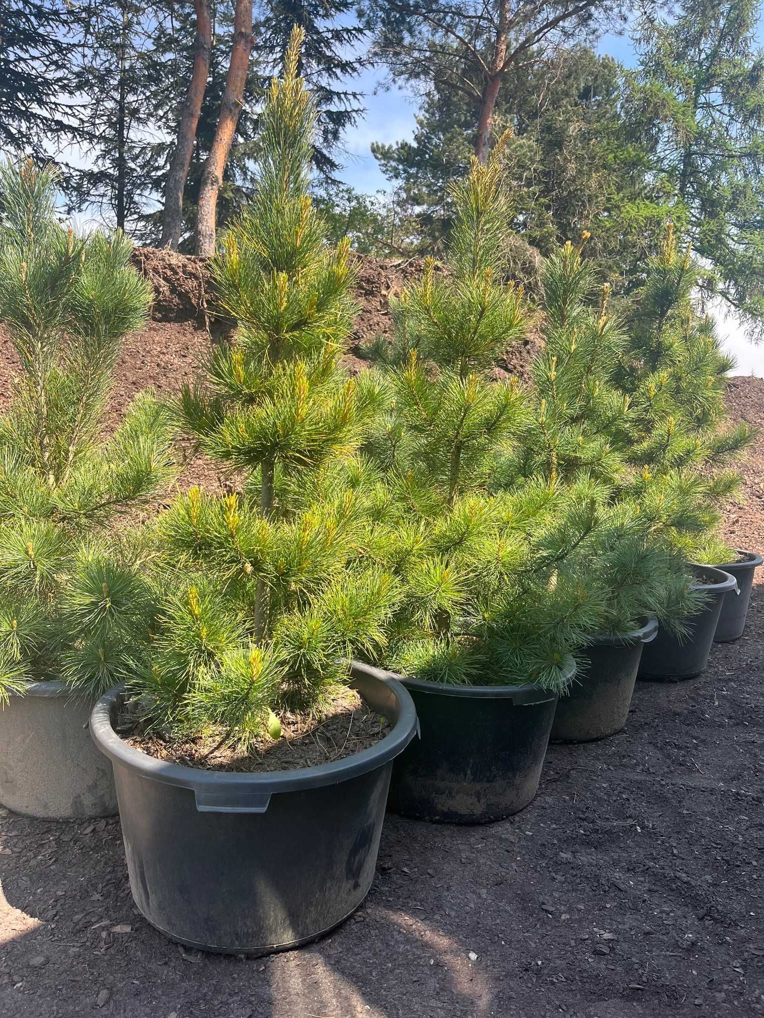 SOSNA Limba 'PINUS CEMBRA' wys ok. 60CM