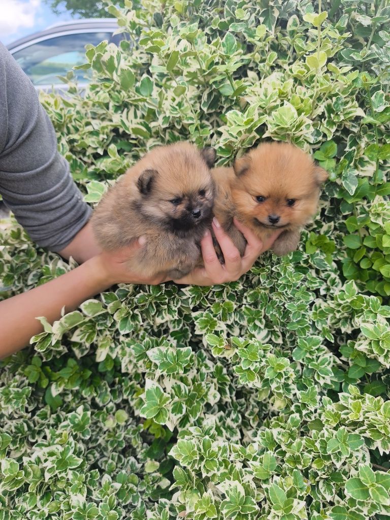 Szpic miniaturowy pomeranian FCI ZKwP