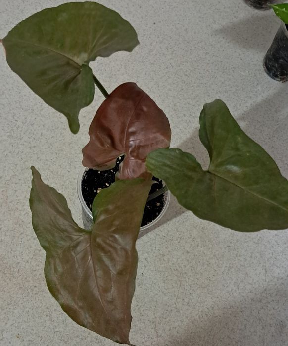 Пропоную кімнатні квіти