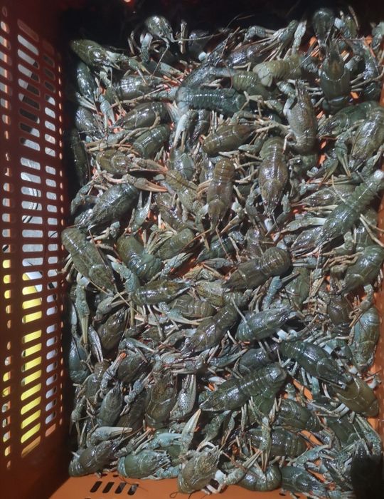Живые раки, речные