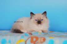 Kocurek ragdoll,cudny