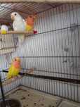 Vendo Roseicollis
