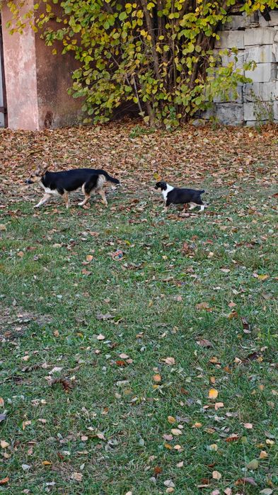 Piesek, suczka do oddania