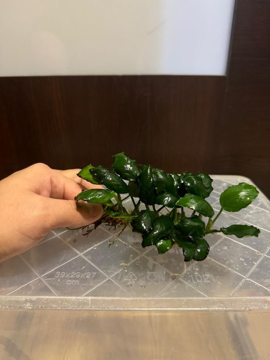 Rośliny akwariowe anubias i inne