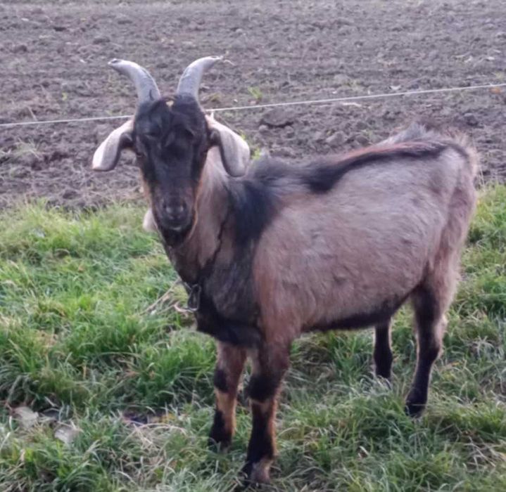 Koziołek rasy mlecznej