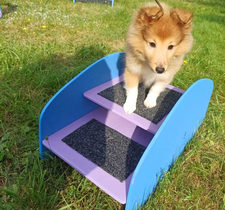 Owczarek szetlandzki, sheltie- piesek