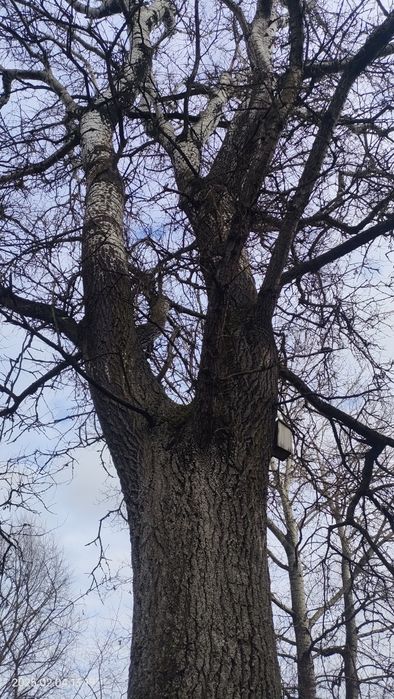Topola drzewa na pniu do ścięcia we własnym zakresie