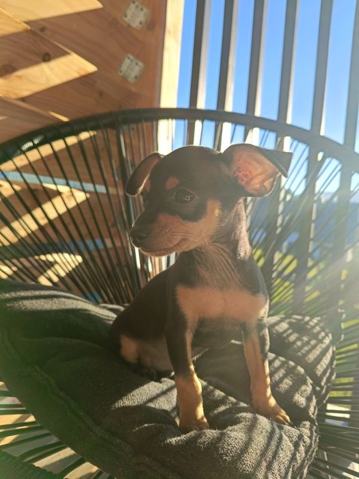 Pinczer miniaturowy ratlerek