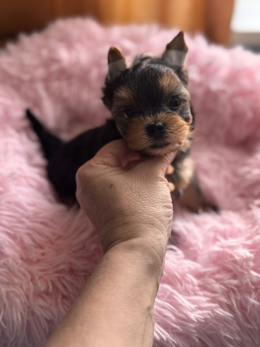 Yorkshire terrier piesek uci