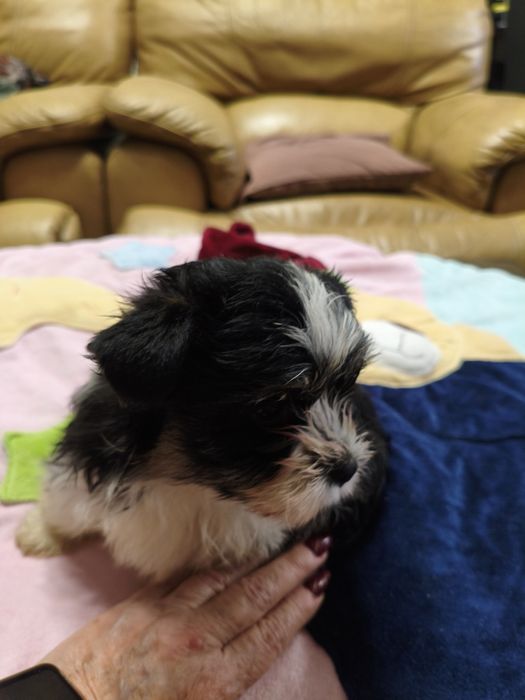 Biewer Yorkshire terrier York