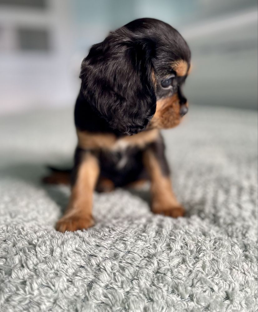 Cavalier king charles spaniel