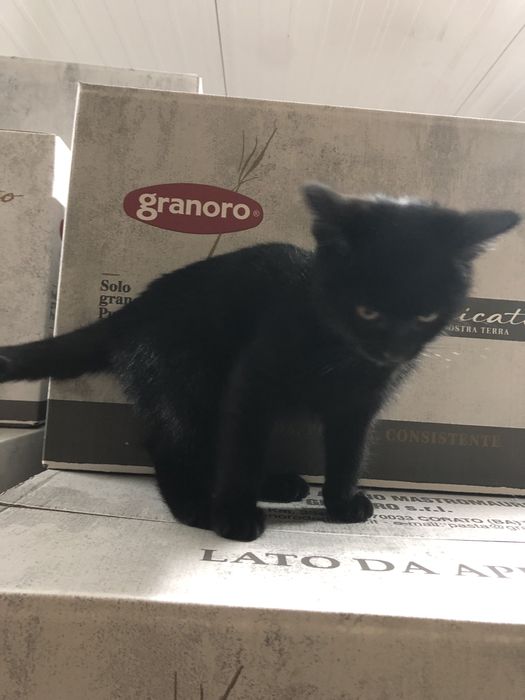 Віддам котиків у добрі руки