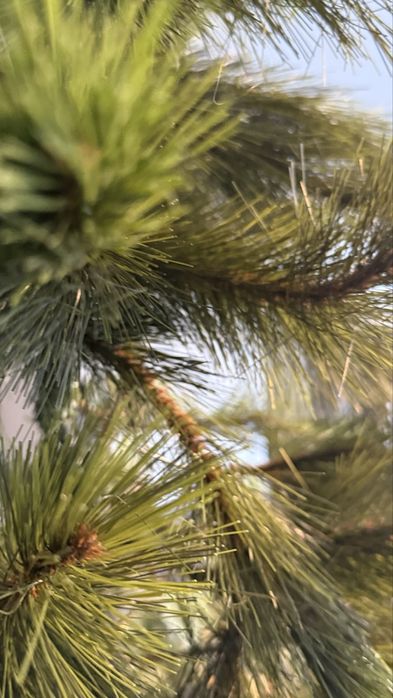 Árvore de Natal 1.80M