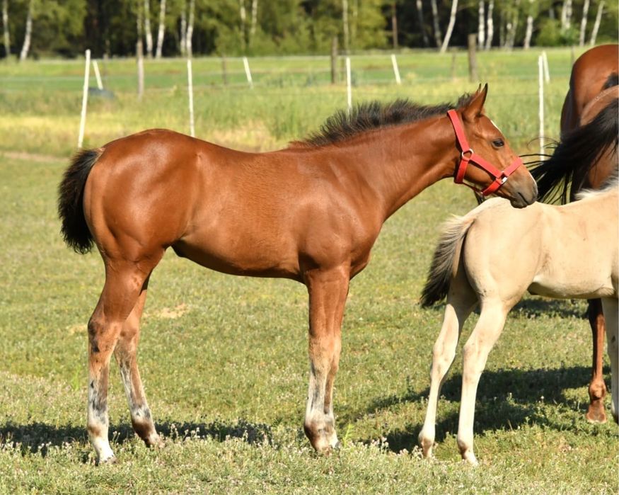 Klaczka AQH na sprzedaz