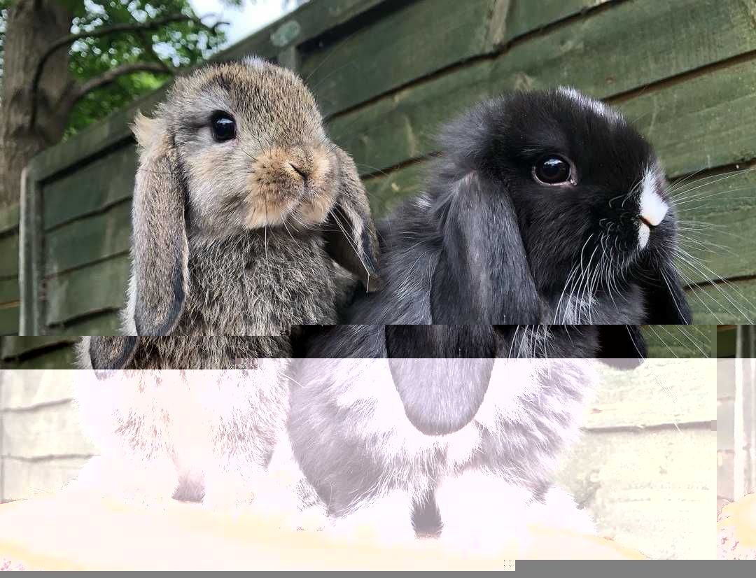 KIT Coelhos anões orelhudos, mini lop super inteligentes e dóceis