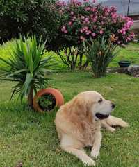 Golden retriever procura namorada