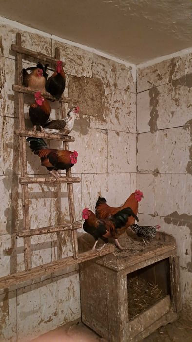 Продам инкубационное яйцо декоративных курочек