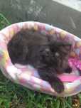Gato persa preto