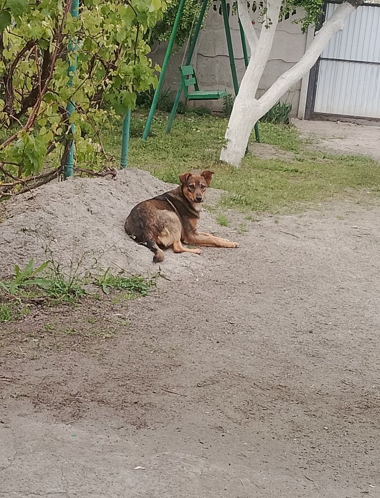 Собачка, цуценя, песик в добрі руки