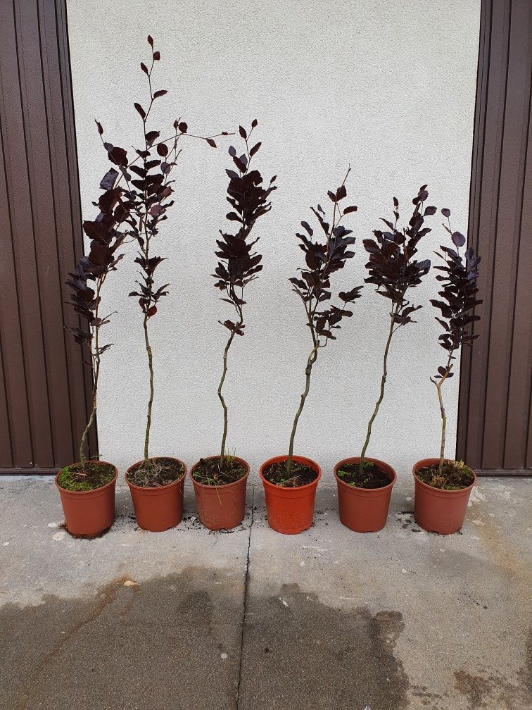 Buk tricolor  purple fountain fagus sylvatica