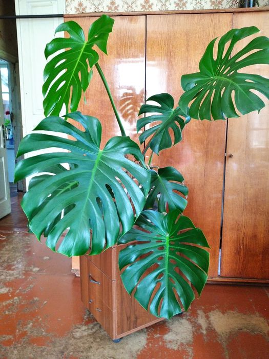 [САМОВЫВОЗ] Монстера деликатесная, привлекательная, Monstera deliciosa
