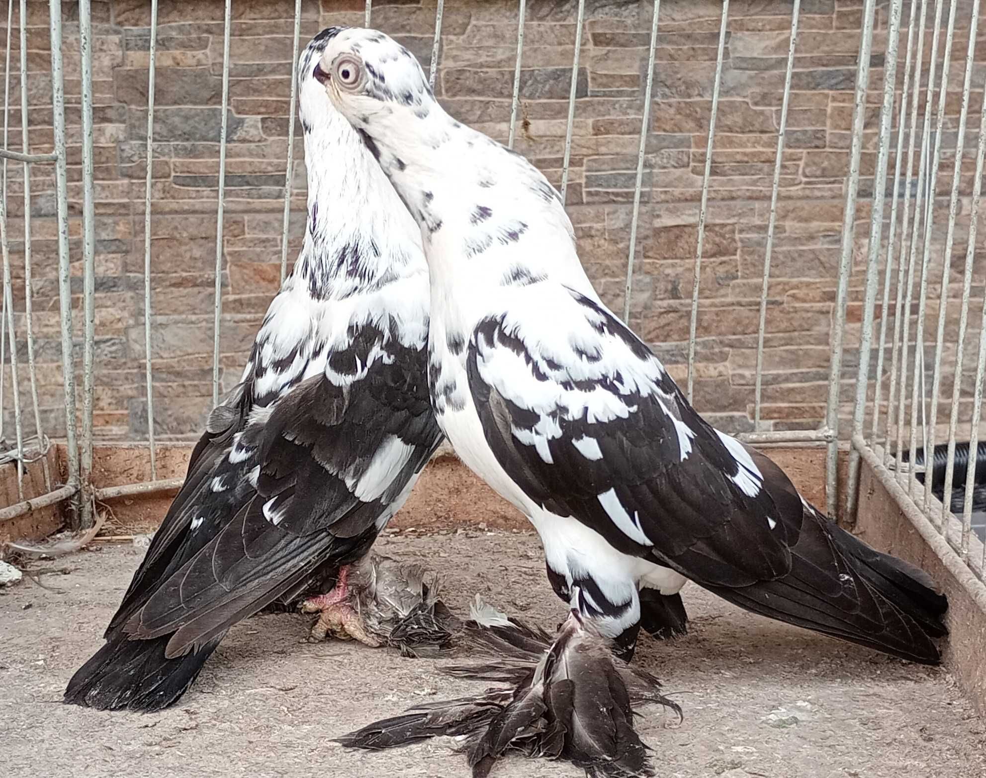 Sprzedam parę parzystą Motyl Warszawski (widyn) na krótkim dziobie
