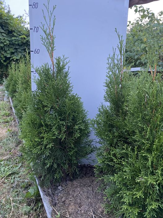 Кипарисовики Лавсона Елвуді і горохоплідний Булевард