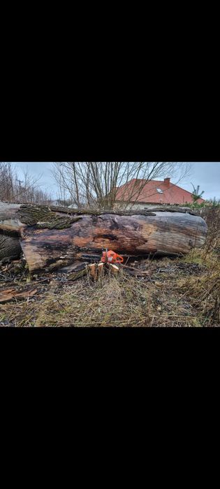 Jesion kloc kloda  160 cm średnicy