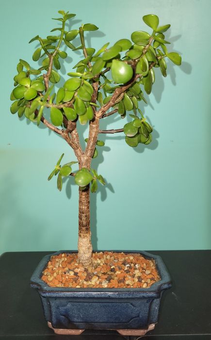 Бонсай, Портулакария африканская