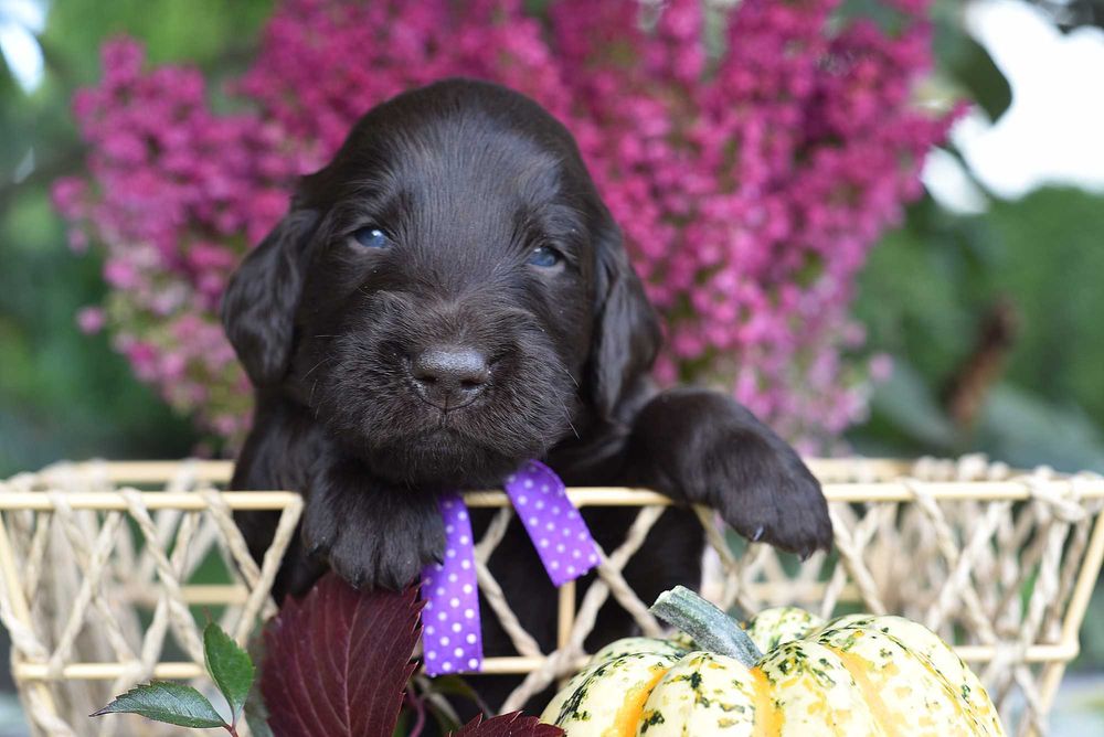 Flat Coated Retriever - wątrobiany samiec ZKwP/FCI