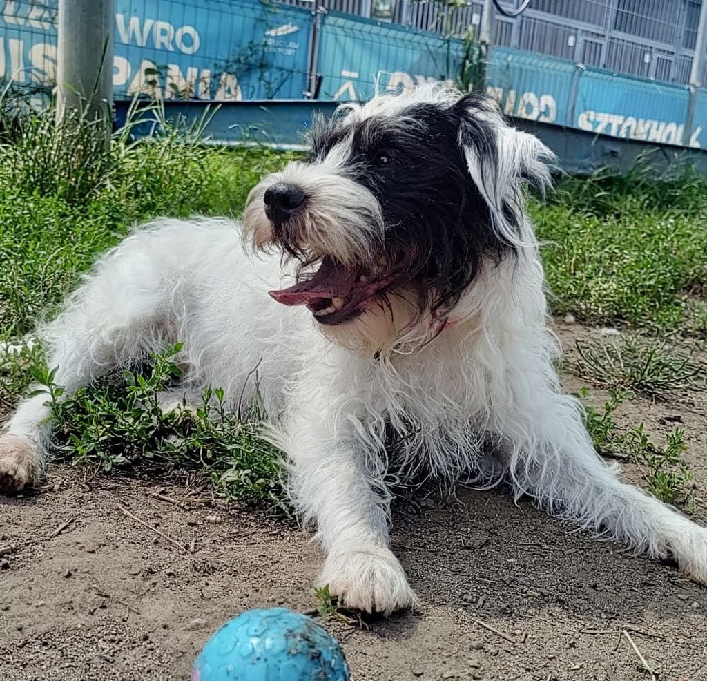 Neska Parson terrier do adopcji!