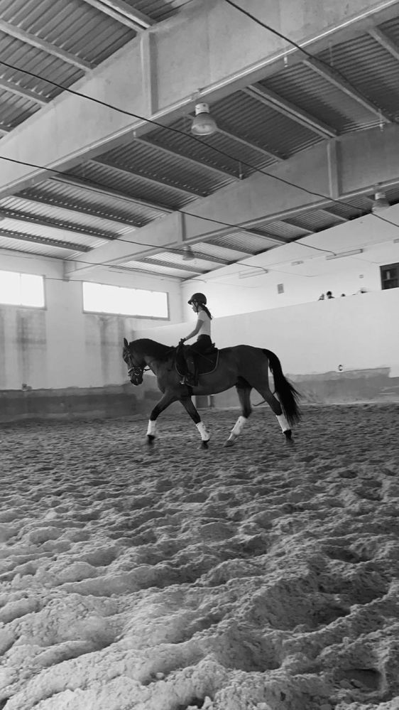 Vendo cavalo manso