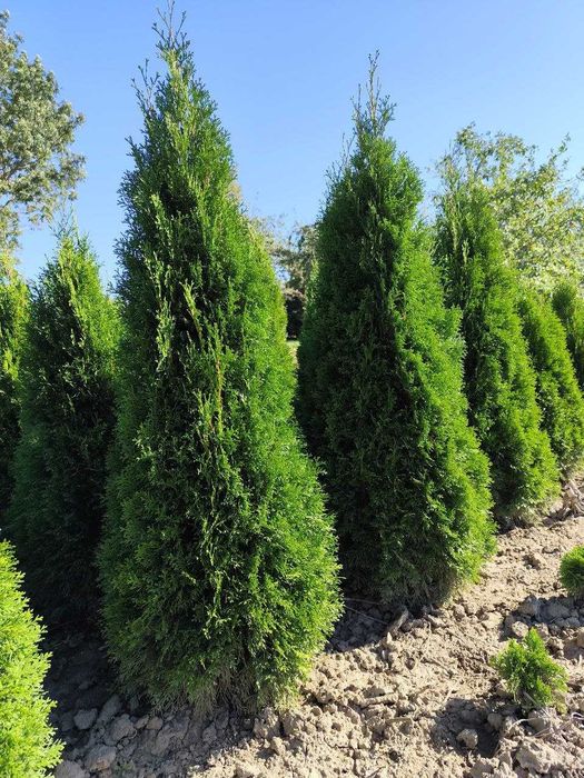 Продам туї Смарагд, ялівець Blue Arrow, самшит